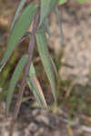 Greater Florida spurge